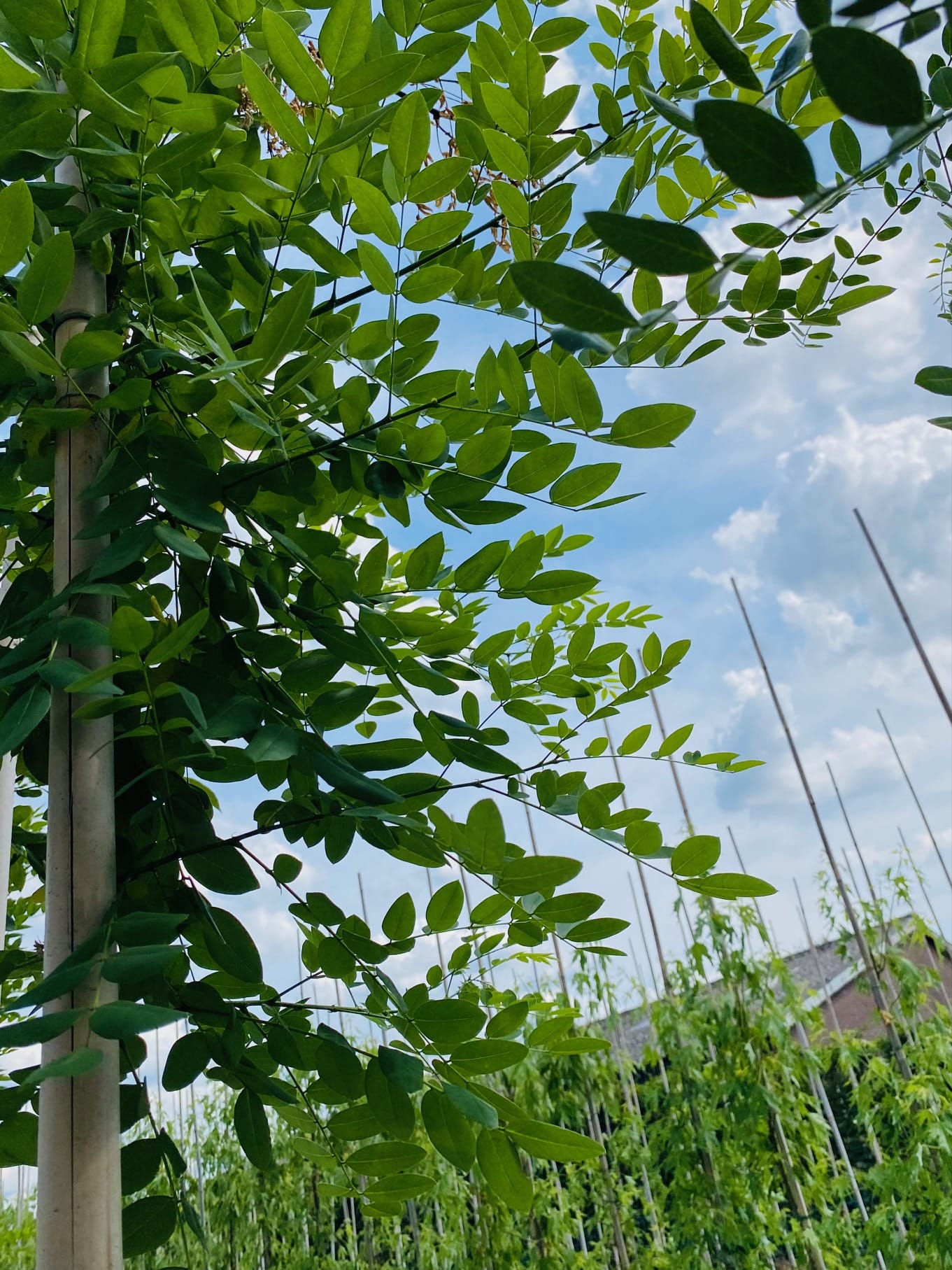 honingboom de brabantse boom