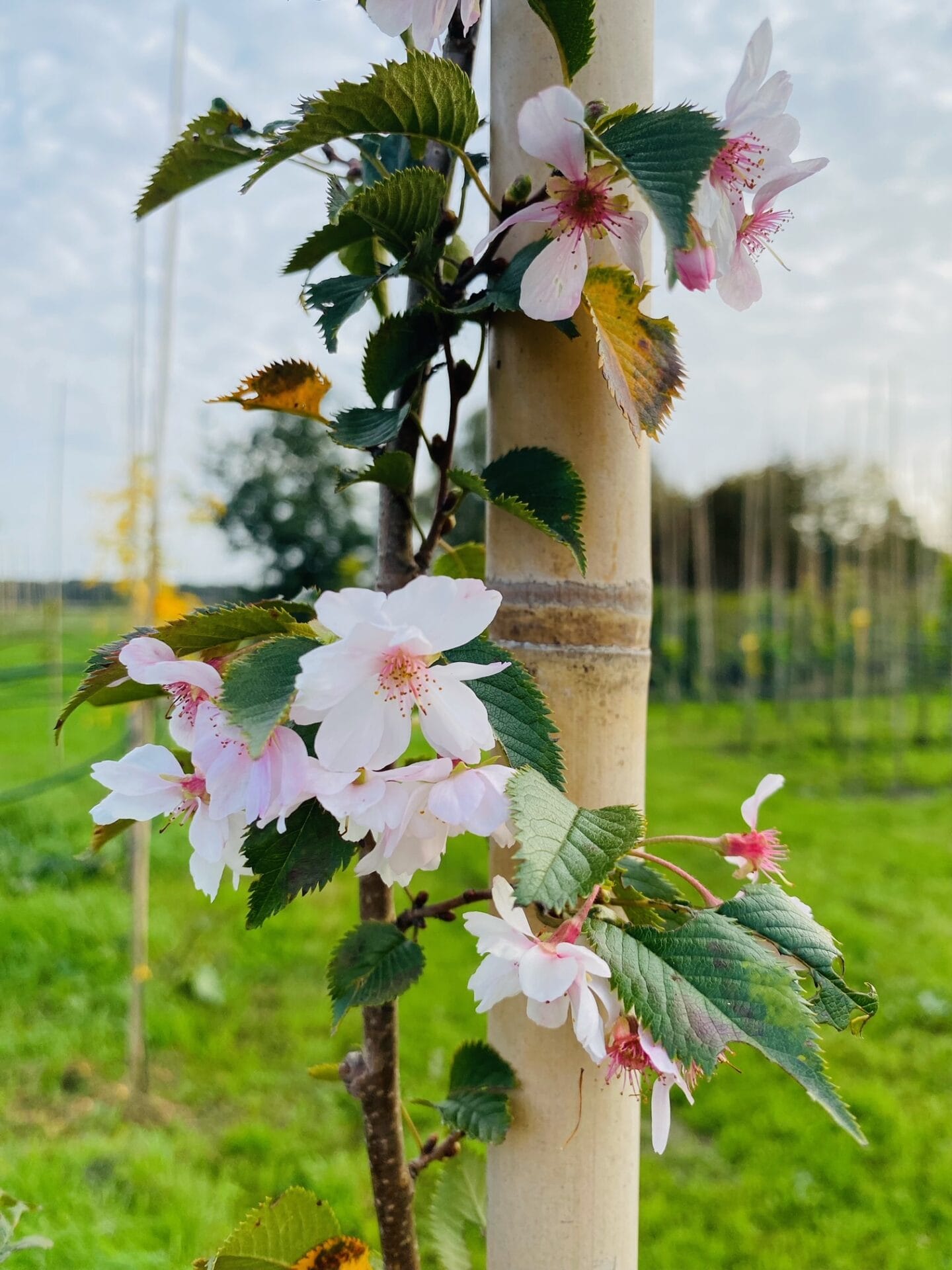 prunus autumnalis japanse sierkers rosea