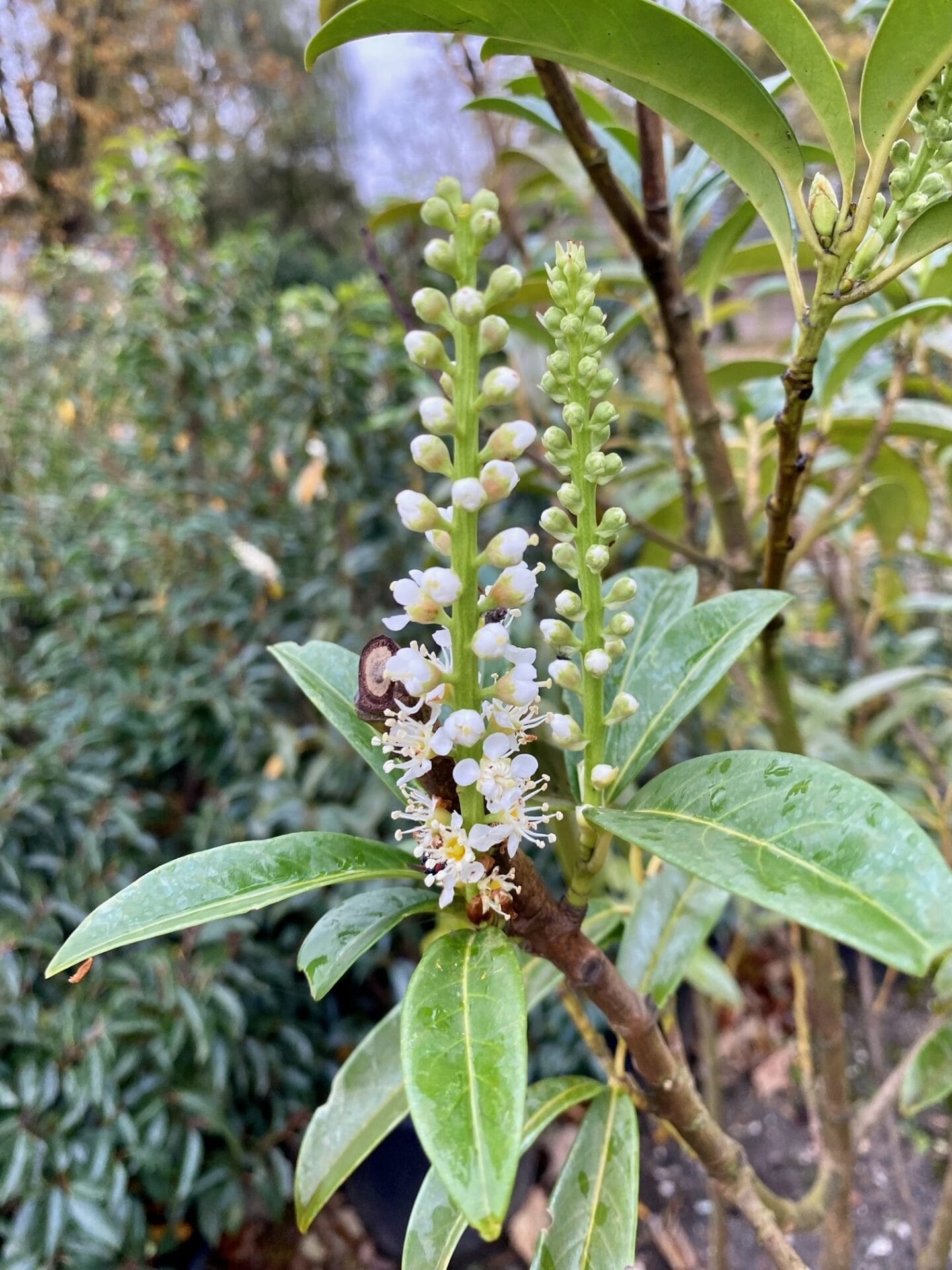 Prunus genolia (laurier) 3 Prunus genolia (laurier) - Afbeelding 3