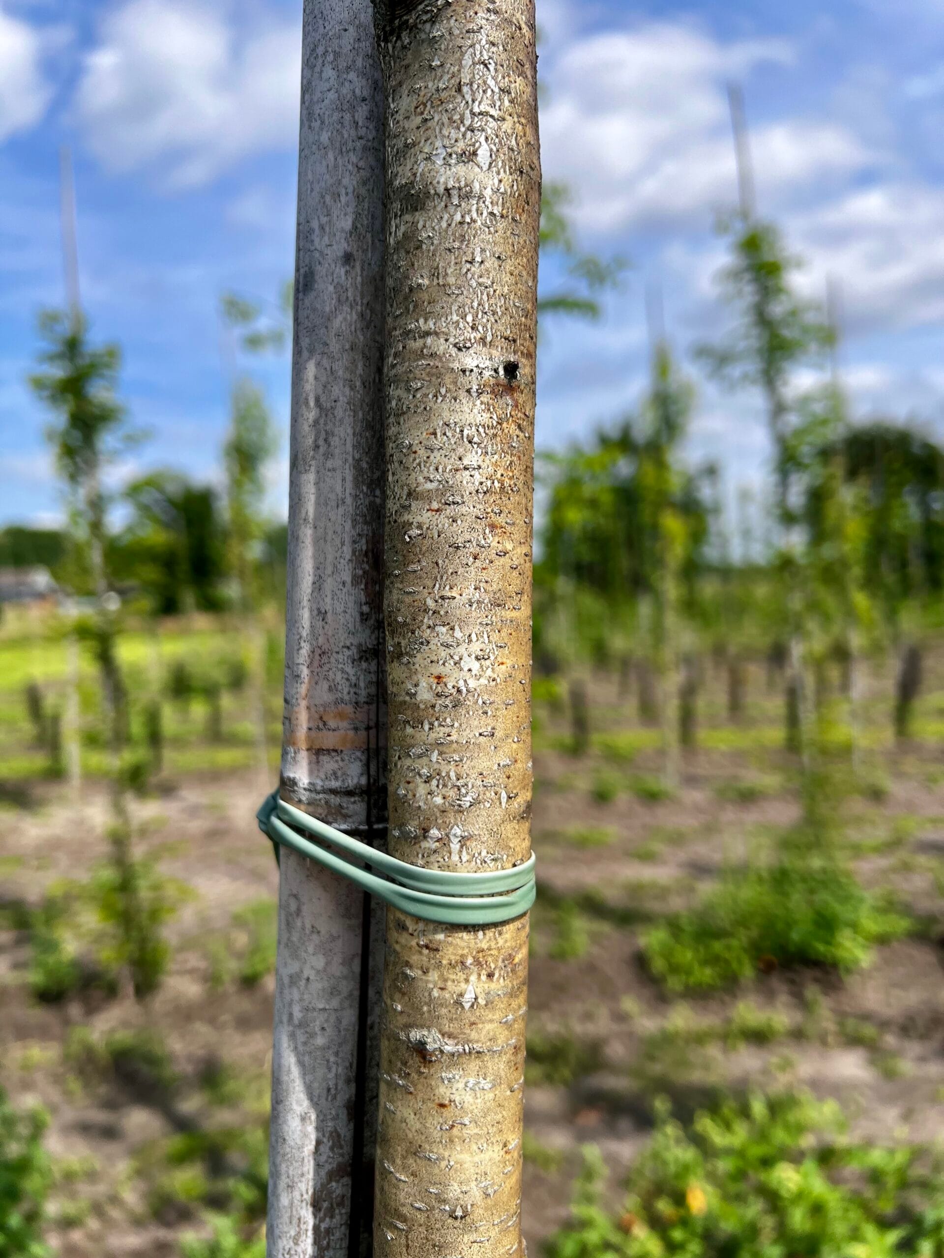 Himalaya Berk 4 Himalaya Berk - Afbeelding 4