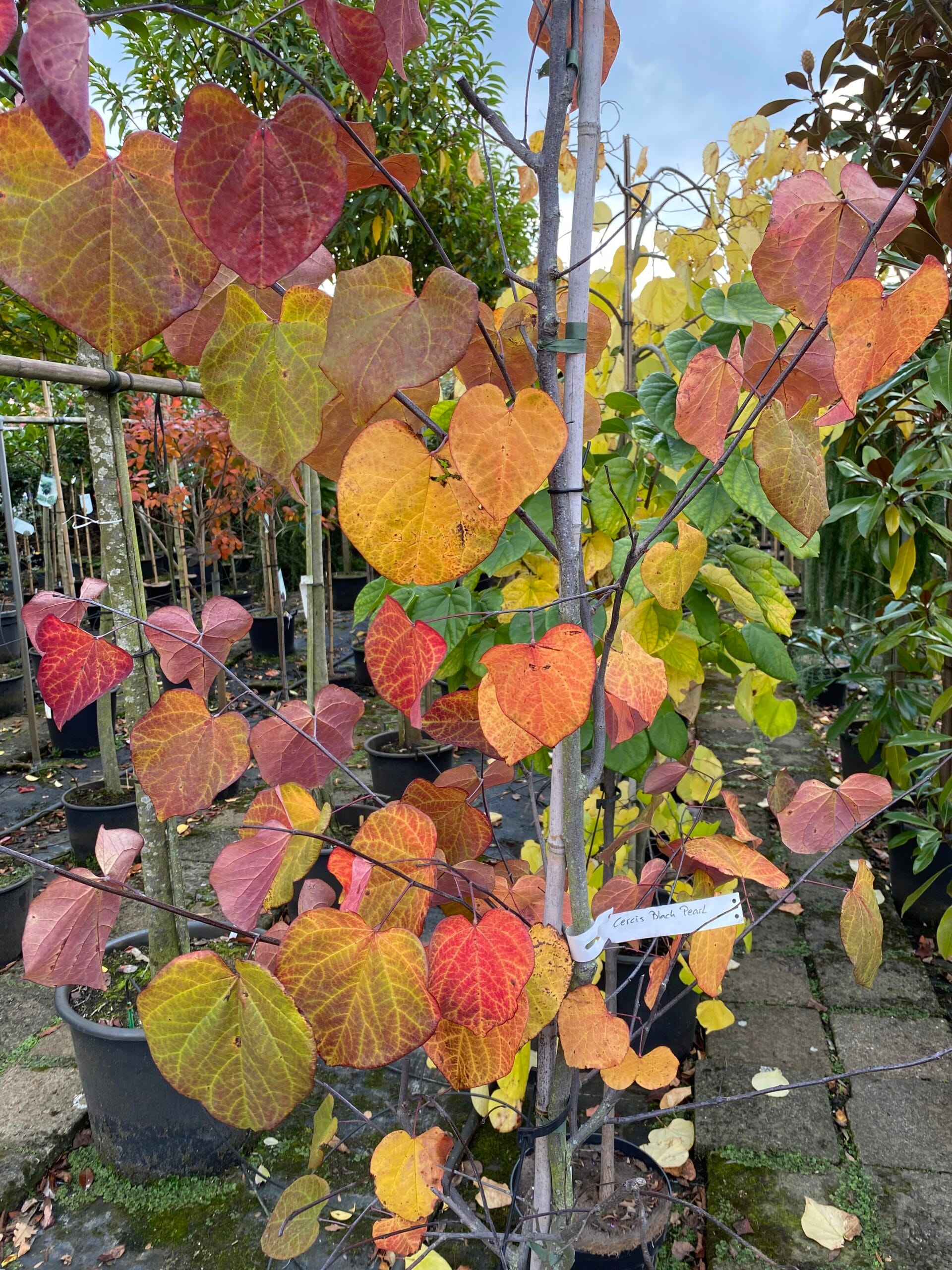 Judasboom 1 Judasboom